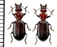 チャイロヒラナガゴミムシ　ペア　石垣島