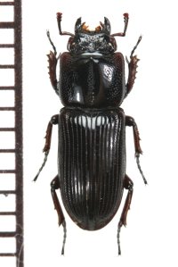 マメクワガタ　1頭　佐賀県・加部島