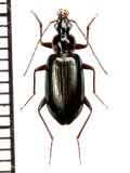 マルオカモリヒラタゴミムシ　♂　石垣島