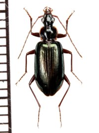 マルオカモリヒラタゴミムシ　♂　石垣島