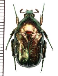 イシガキシロテンハナムグリ　喜界島亜種　♂　喜界島