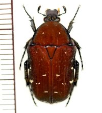 アオハナムグリ　五島亜種　♂　福江島