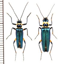 アマミアオジョウカイ　名義タイプ亜種　ペア　奄美大島
