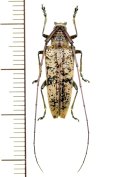 カミキリムシの一種　Cerambycid species  ♀　ベトナム(ベトナム南部)