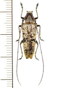 カミキリムシの一種　Cerambycid species  ♀　ベトナム(ベトナム南部)