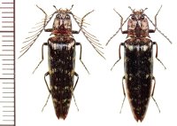 コメツキムシの一種  Pectocera sp.  ペア   ベトナム(ベトナム南部)