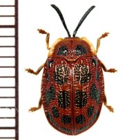ハムシの一種　Chrysomelid species　 ベトナム(ベトナム南部)