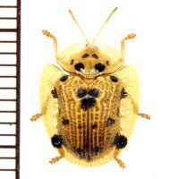 ハムシの一種　Chrysomelid species　 ベトナム(ベトナム南部)