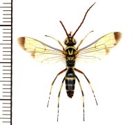 キオビクモバチ　♂　石垣島