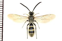 ネウスハラナガツチバチ　琉球・台湾亜種　♂　石垣島
