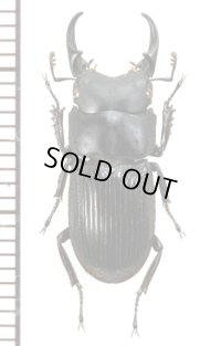 カントンネブトクワガタ　♂18.8mm　ベトナム(ベトナム北東部)