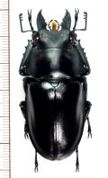 カツラマルバネクワガタ　小歯型  ♂54.4mm　ベトナム(ベトナム南部)