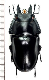 カツラマルバネクワガタ　小歯型  ♂54.4mm　ベトナム(ベトナム南部)