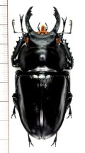 マキシムスマルバネクワガタ  大型♂66.1mm　ベトナム(ベトナム北東部)