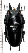 ペラルマトゥスマルバネクワガタ  ♂69.4mm　ベトナム(ベトナム北東部)