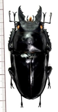ペラルマトゥスマルバネクワガタ  ♂69.4mm　ベトナム(ベトナム北東部)