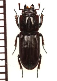 マメクワガタ　1頭　高知県室戸市室戸岬