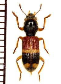 アリバチ擬態のカッコウムシの一種 　1頭　Clerid species ベトナム(ベトナム中部)