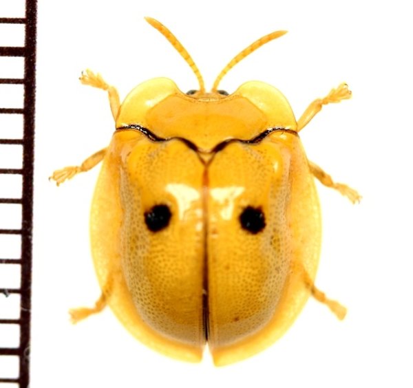画像1: ハムシの一種　Chrysomelidae species　 フィリピン(パナイ島)
