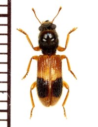 アリバチ擬態のカッコウムシの一種 　1頭　Clerid species ベトナム(ベトナム中部)