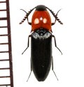 コメツキムシの一種  ♀　Elaterid species   ベトナム(ベトナム中部)
