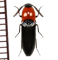 コメツキムシの一種  ♀　Elaterid species   ベトナム(ベトナム中部)