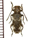 メロンサビカミキリ　Apomecyna saltator　♀　 ベトナム(ベトナム中部)