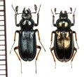 タカネルリクワガタ　ペア　高知県いの町筒上山（レア産地）