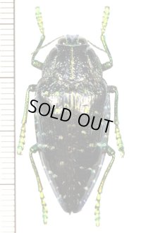 タマムシの一種　Polybothris sumptuosa superba　マダガスカル