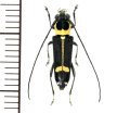 カミキリムシの一種　Glenea difficilis  ♀　 ベトナム(ベトナム南部)