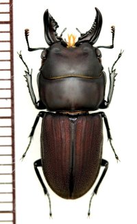 クワガタムシの一種　Incadorcus zugeri　大型♂　ペルー