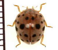 ニジュウヤホシテントウ　石垣島