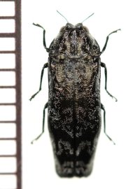アッサムナカボソタマムシ　Coraebus assamensis　ベトナム中部