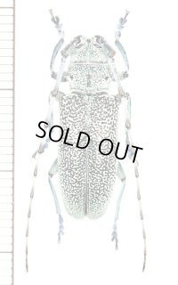 カミキリムシの一種　Cerambycid species　♀　中国（雲南省）