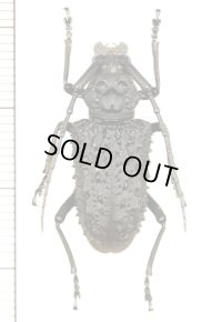 カミキリムシの一種　Aethalodes verrucosus　♀　中国（広西チワン族自治区）