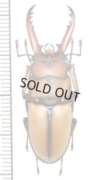 アスタコイデスノコギリクワガタ  Prosopocoilus astacoides blanchardi 　♂　中国四川省