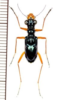 メダカハンミョウの一種　Therates coracinus  ♂   フィリピン(ミンダナオ島)