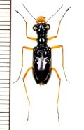 メダカハンミョウの一種　Therates coracinus  ♀   フィリピン(ミンダナオ島)