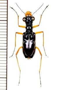メダカハンミョウの一種　Therates coracinus  ♀   フィリピン(ミンダナオ島)