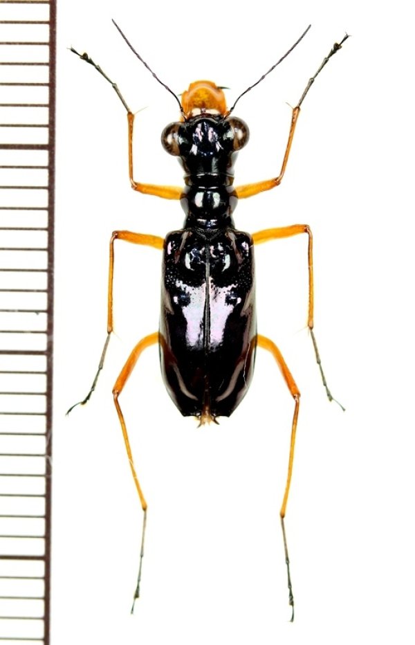 画像1: メダカハンミョウの一種　Therates coracinus  ♀   フィリピン(ミンダナオ島)