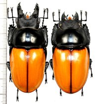 ニティドゥスマルバネクワガタ　特大ペア  ♂59.4mm♀54mm　ベトナム(ベトナム南部)