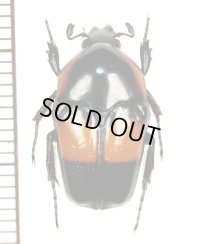 ハナムグリの一種　Micropeltus cingulata  ♀  マダガスカル