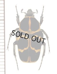 ハナムグリの一種　Epixanthis nigripes　♂　 マダガスカル