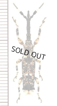 ミツギリゾウムシの一種　Brentidis species　マダガスカル