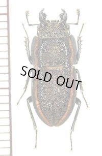 サメハダクワガタの一種　Pycnosiphorus caelatus　♂　チリ