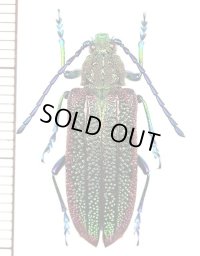 カミキリムシの一種　Oxypeltus quadrispinosus　♀　チリ