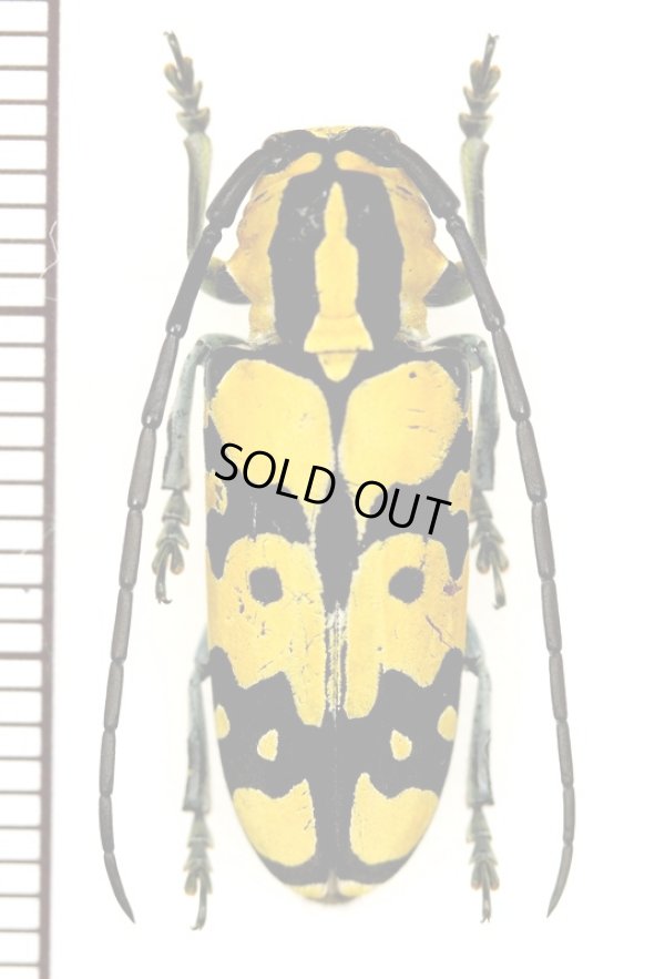 画像1: カミキリムシの一種　Tragocephala variegata　♀  ザンビア