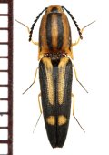 コメツキムシの一種　Elateridae species　フィリピン（ルソン島）
