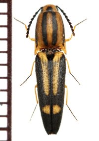 コメツキムシの一種　Elateridae species　フィリピン（ルソン島）