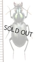 ゴミムシの一種　♀　Carabidae species フィリピン(ミンダナオ島)